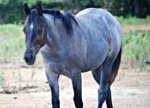 blue-roan-quarter-horse-melissa-ahlers.jpg