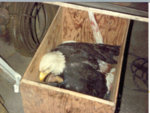 Boxed Eagle.jpg