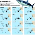 shark migration.jpg