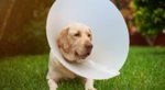 Dog-cone-the-right-choice-for-your-lab-LS-long.jpg