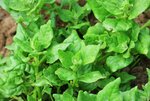 New-Zeasland-spinach-bigstock-Tetragonia-Tetragonioides-New-311632825-1024x683.jpg