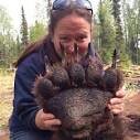 Image result for bear paw