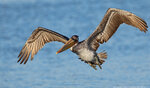 surf-shot-California-brown-pelican-21-December-2022--_-_08A0181.jpg