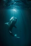 11-fisherman-light-attracts-whale-sharks-670.jpg