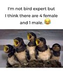 Bird Expert.jpg