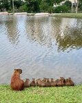 CapybaraFamily.jpg