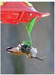MantisKillingHummingbird.jpg