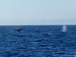 2 whales2.jpg