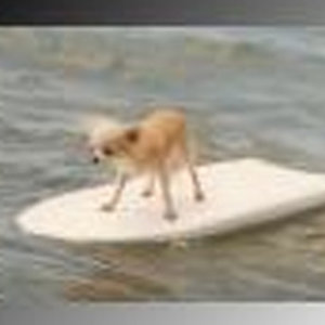 Tweak's dog surfs!