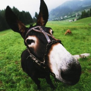 donkey_wide