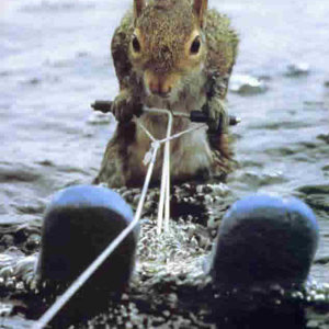 squirrel_waterskiing