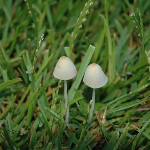twoshrooms