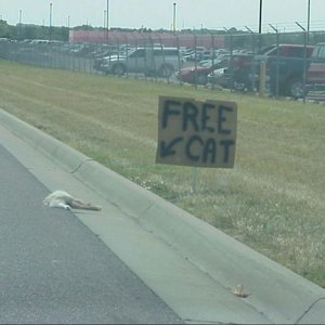 free_cat_sized