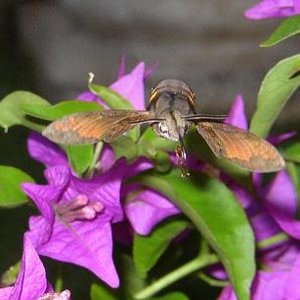 hummingbird moth 4c