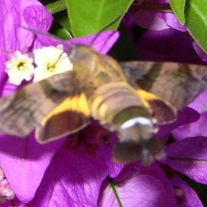 hummingbird moth 5c