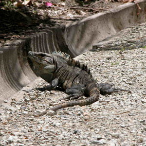 ANIMALS I ENCOUNTERED IN COSTA RICA APRIL 2006