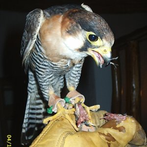 Red-Necked Falcon (falco chicquera)