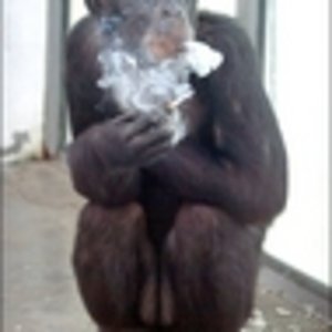 smoking_monkey
