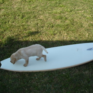 doggie board