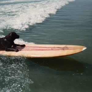 Hans at Dog Beach