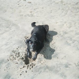 Gretel Digs Dog Beach