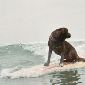 Hans the Amazing Surfing Pup
