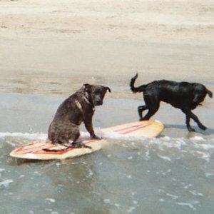 Hans the Amazing Surfing Pup