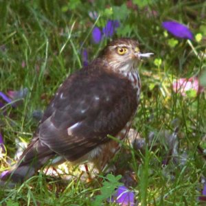 Backyard Sharpshinned Hawk