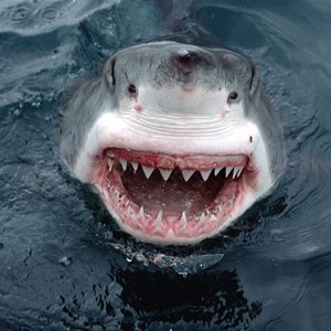 Jaws_Great_White_Shark_South_Australia_