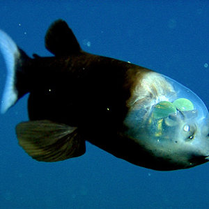 wwwsupiricom_transparent_head_fish
