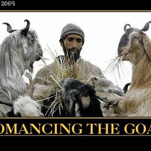 image_goats