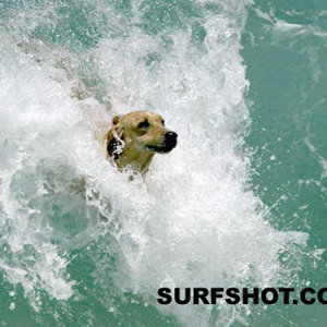 surf-dog_102502