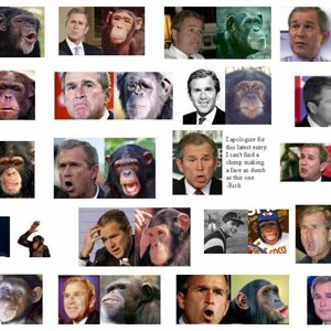 Bush_Monkey