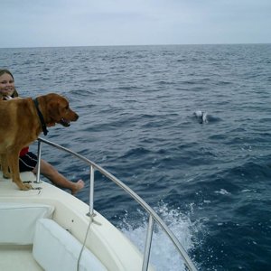 Barking at Dolphins
