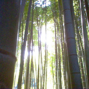 Zen Mediation Bamboo Forest