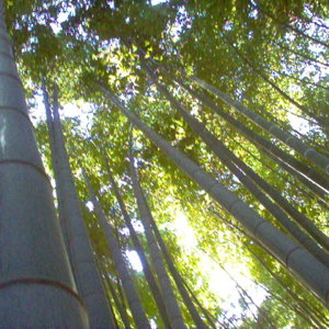 Bamboo Forest, Zen Meditation