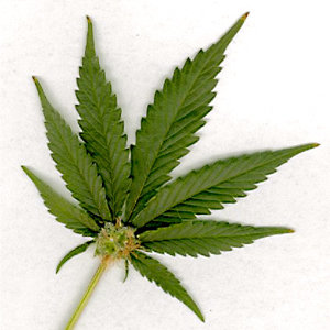 marijuana-leaf_1_