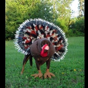 turkey_dog