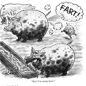 pig-fart-eating1