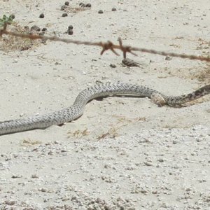 East Cape Snake