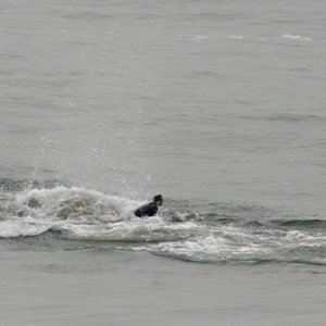 Whale bumps surfer