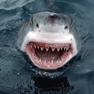 Jaws_Great_White_Shark_South_Australia_1138572075