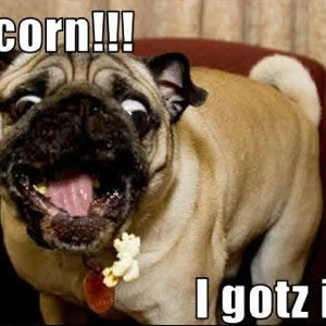 funny-dog-pictures-popcorn-gotz