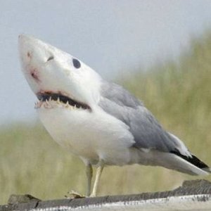 Sharkbird