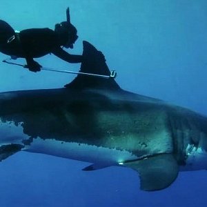 patagonia-dorsal-fin-shark-ride-kimi-werner