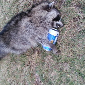 Drunk_Raccoon