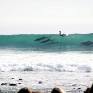 Dolphins at Rincon