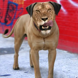 Lion-Dog-22645