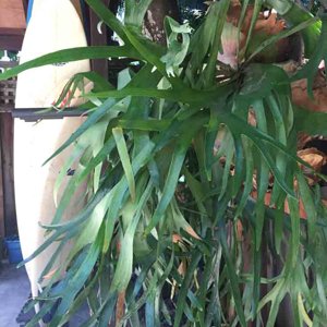 staghorn-home-2