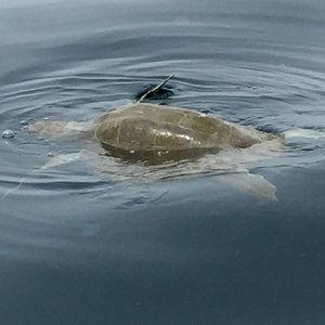 Turtle1-072417